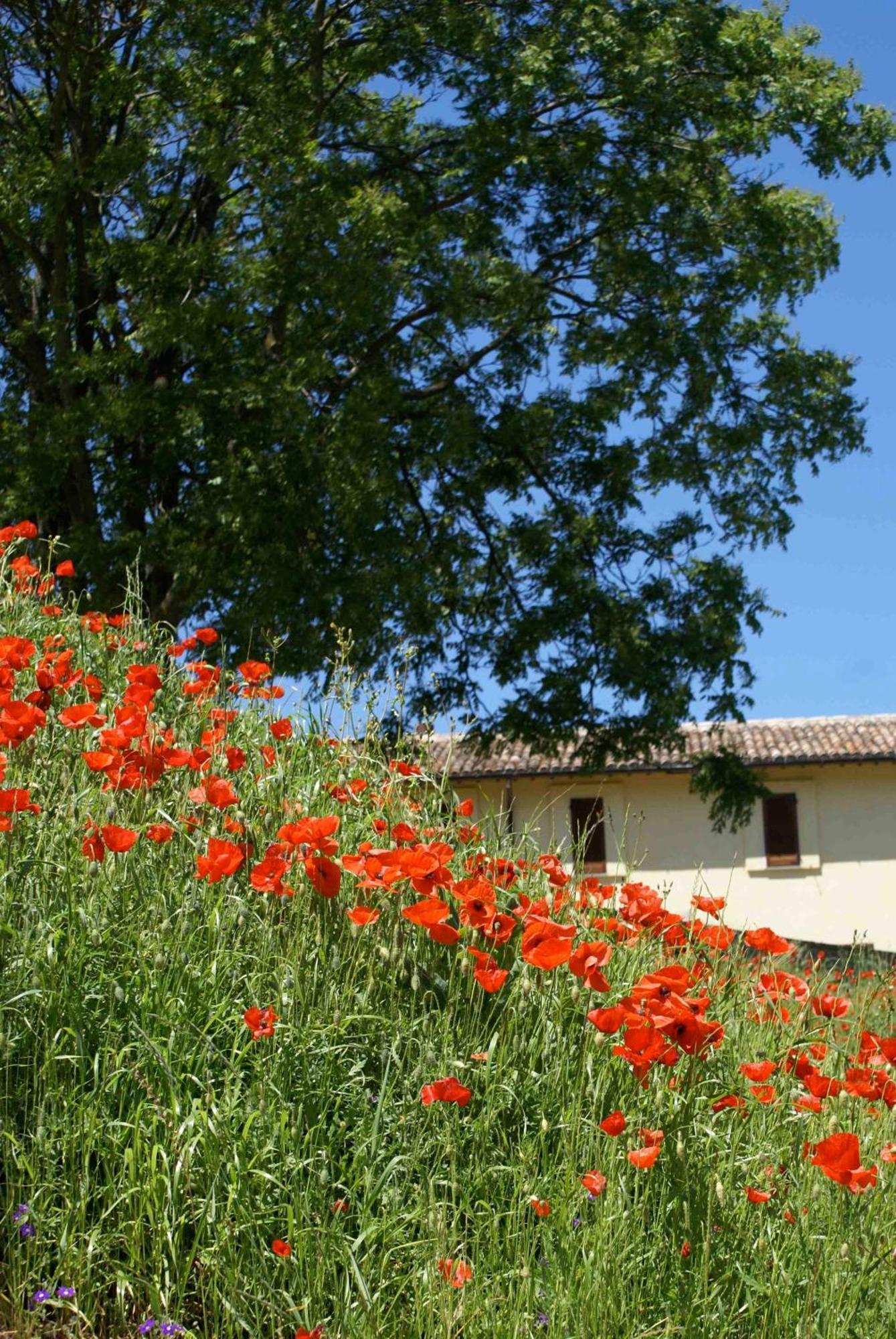 La Perticara Agriturismo Acquasparta ภายนอก รูปภาพ